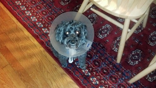 Phoebe with cone of shame.