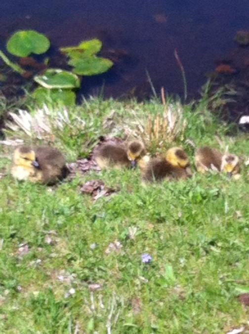 Baby geese